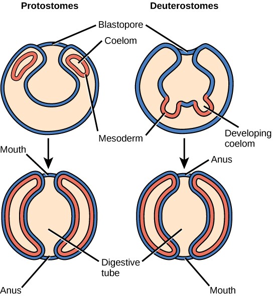 Sketch of protostome vs. deuterostome development.