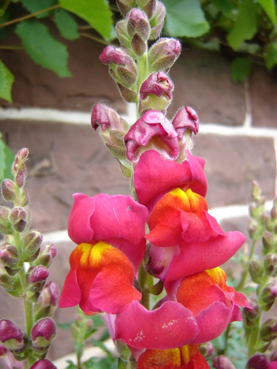 Picture of pink snapdragon flowers.