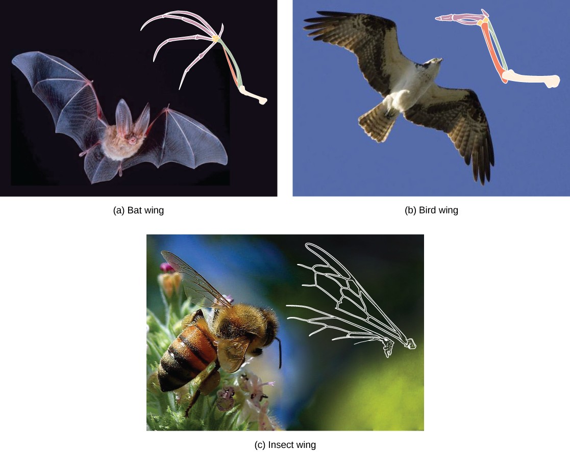 Pictures of a bat, bird, and honeybee with sketches of their wing structures showing that birds and bats have homologous structures, but honeybees do not because their wings are made of chitin and organized differently.