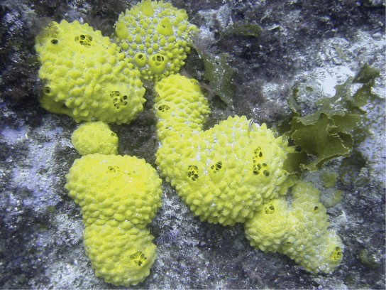 Picture of a sponge.