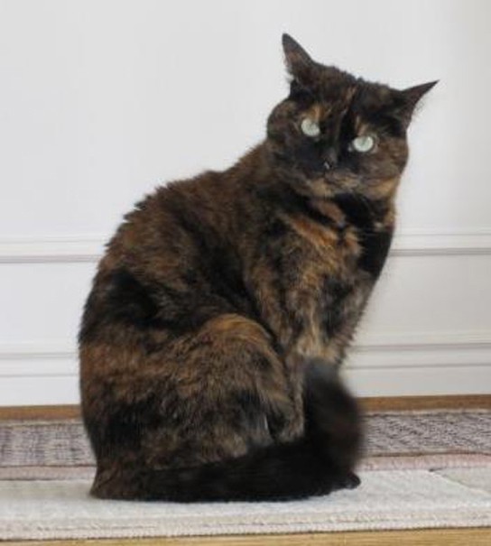 Tortoiseshell cat picture.