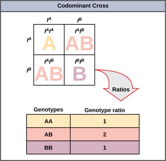 Punnet square showing AB/AB blood type cross that results in one AA genotype, two AB genotypes, and one BB genotype.