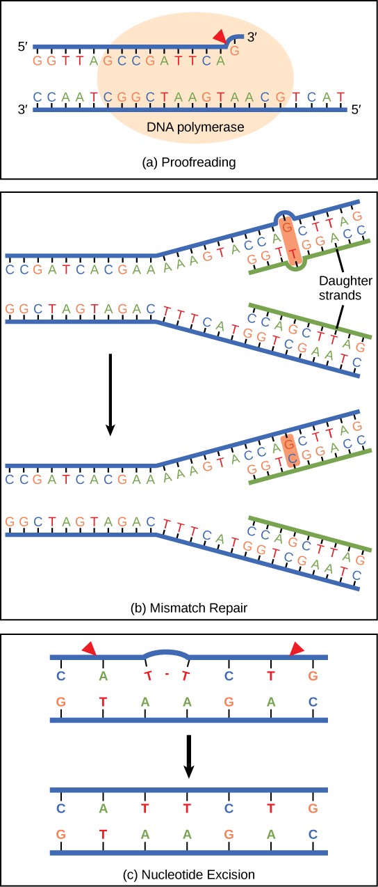 Sketches of DNA polymerase proofreading DNA examples.