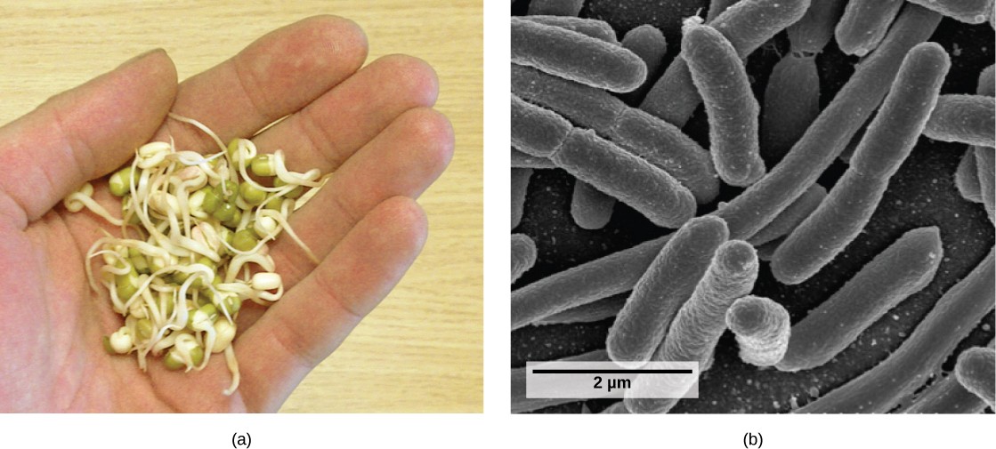 Pictures of vegetable sprouts in someone's hand and E. coli under the microscope