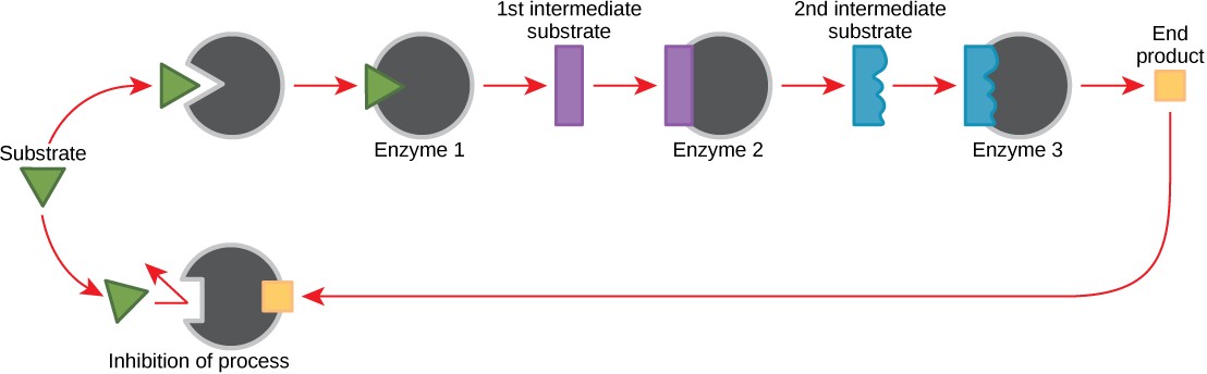 Example of a multi-enzyme pathway showing different substrates and enzymes working together to make an end product that will inhibit the process once produced in excess.