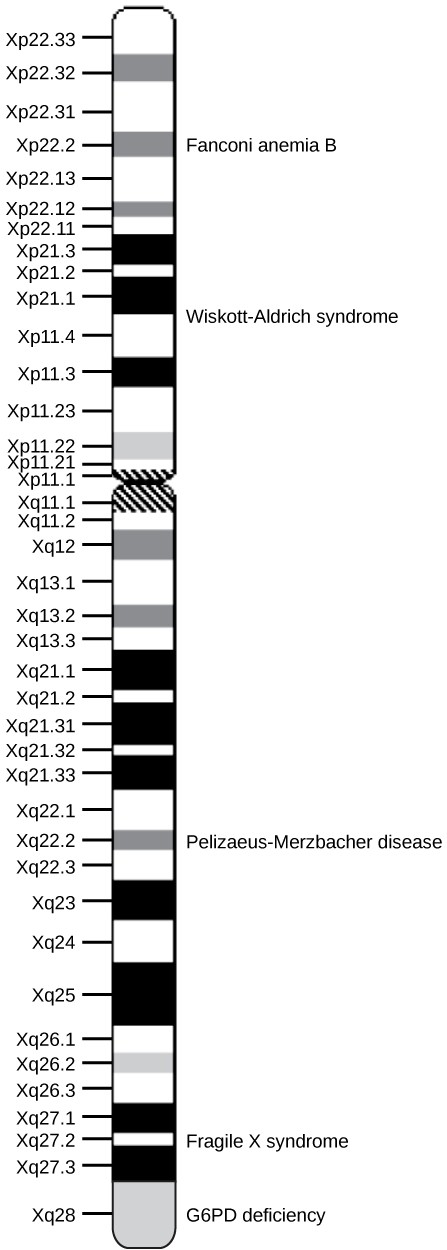 Image of a physical map of the human X chromosome with each gene labeled.