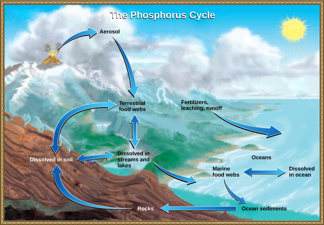 Diagram of the Phosphorous Cycle described in the caption.