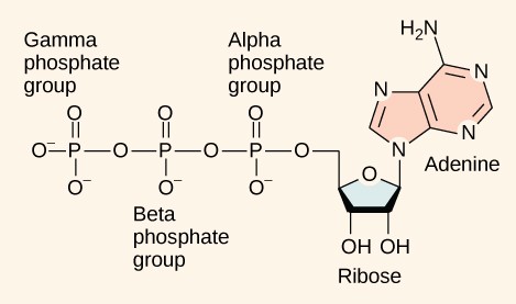 The structure of ATP.