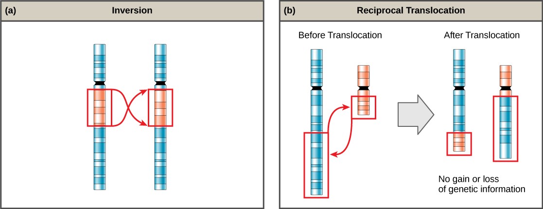 Sketches of an inversion and reciprocal translocation in chromosomes.