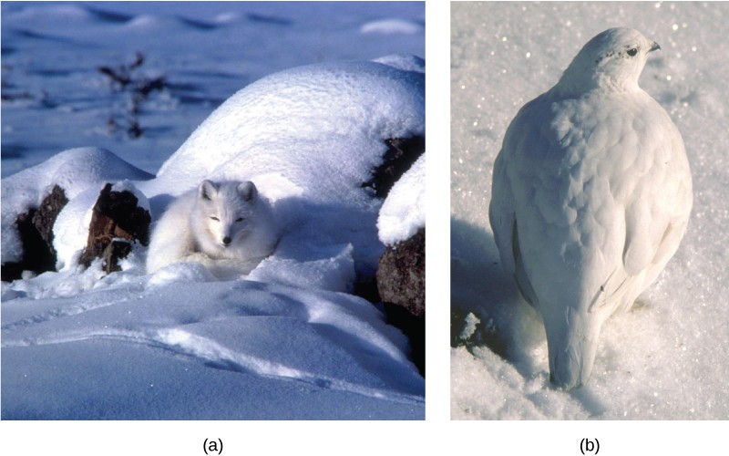 Pictures of an arctic fox and ptarmigan bird in the snow with white fur and feathers, respectively.