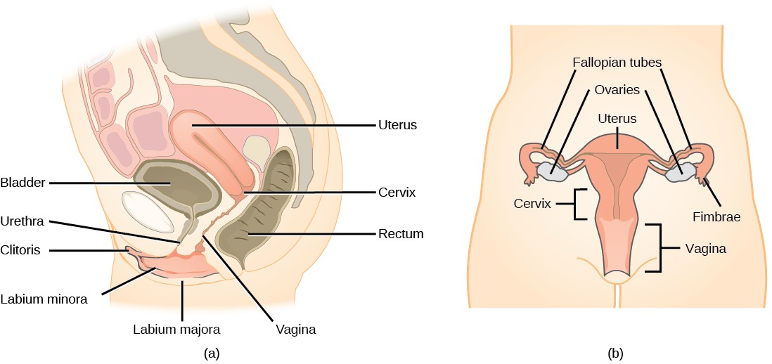 Diagram of the human female reproductive anatomy.