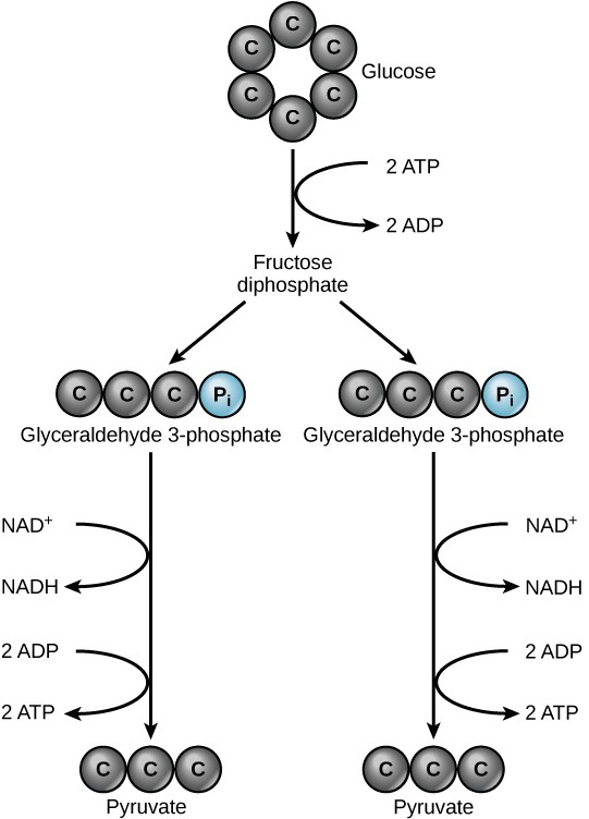 The process of glycolysis, which breaks a glucose molecule into two pyruvate molecules.