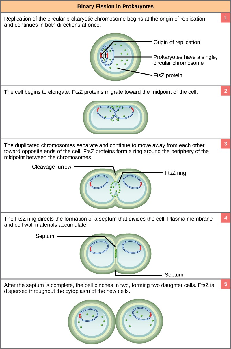 Sketch of Binary Fission in Prokaryotes.