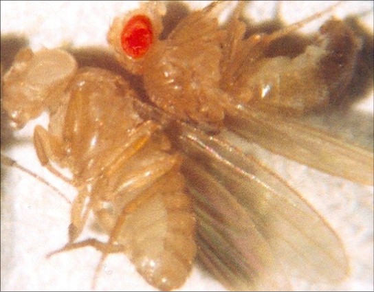 Image of two fruit flies - one with red eyes and one with white eyes.