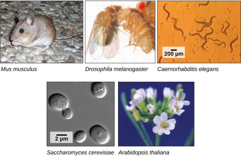 Images of a mouse, fruit flies, nematodes, yeast, and the Arabidopsis thaliana plant with flowers.