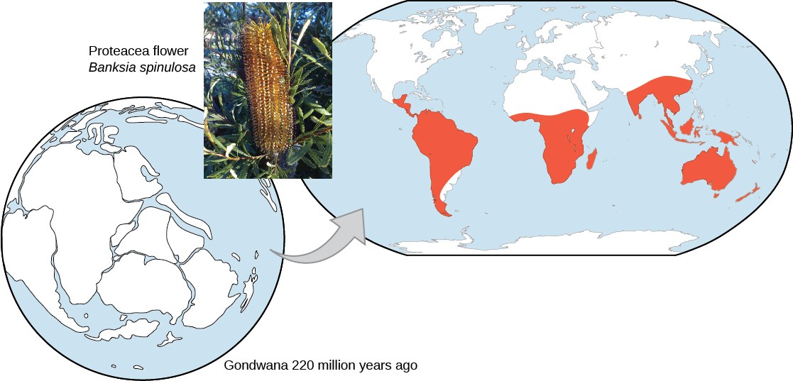 Picture of the distribution of Proteacea plants across South America, Africa, India, Indonesia, and Australia.