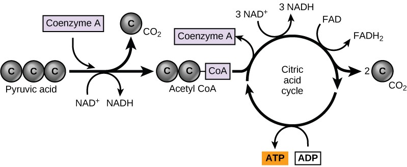 A diagram of the conversion of Pyruvate into acetyl-CoA.