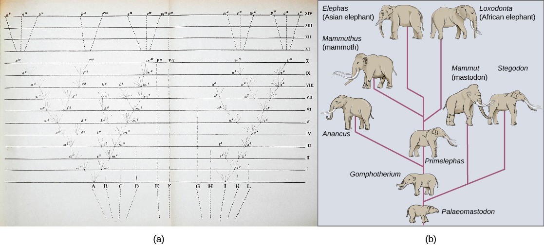 Picture of Darwin's notebook showing his sketch of speciation and a diagram of elephant ancestral species that aligns with Darwin's sketch.