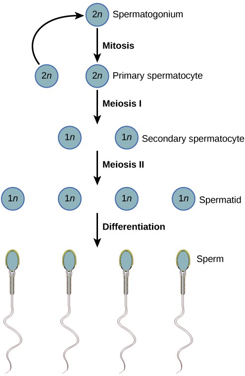 Diagram of the process of spermatogenesis from mitosis, through meiosis, to differentiation.