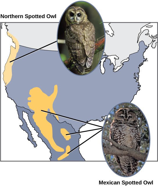 Map of the US and Mexico showing the distribution of the northern spotted owl in the US and the Mexican spotted owl. Their distribution patterns do not overlap.