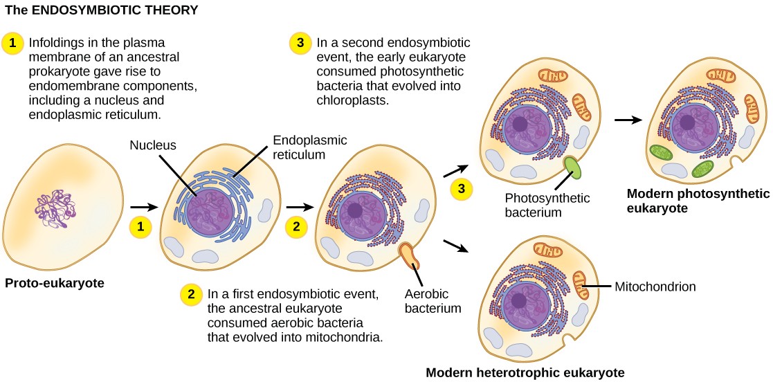 Diagram of the endosymbiotic theory and the incorporation of mitochondria and plastids into eukaryotic cells.