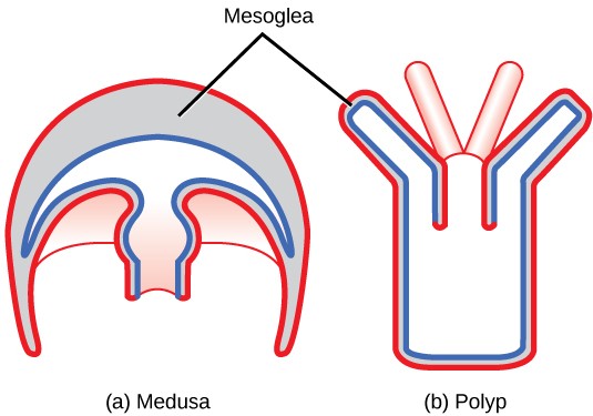 Diagram of the tissue layers of a cnidarian medusa vs. a polyp.