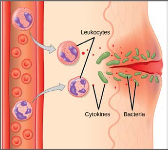 Diagram of the white blood cells responding to a cut in the skin.