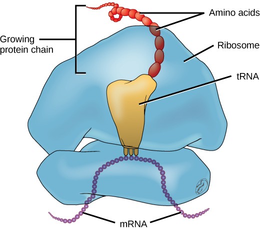 Drawing of a ribosome with the different parts labeled as described in the caption.