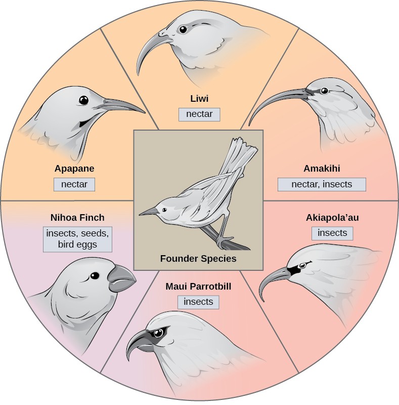 Pie chart of six Hawaiian honeycreeper species around the founder species, showing their changes in beak structure per species.