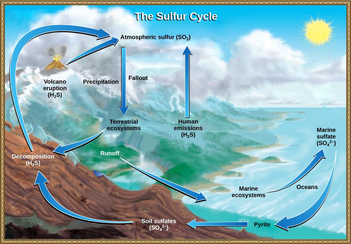 Diagram of the sulfur cycle described in the caption.