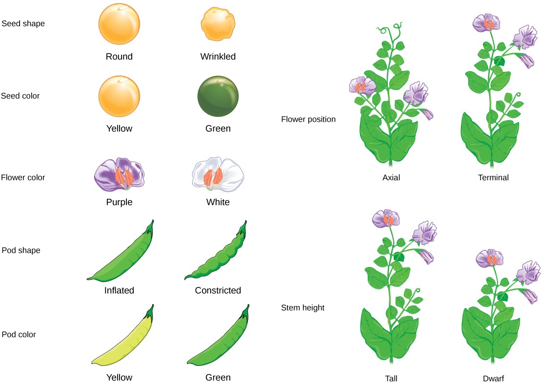 Images of the seven pea plant characteristics Mendel studied: seed shape (round or wrinkled), seed color (yellow or green), flower color (purple or white), pod shape (inflated or constricted), pod color (yellow or green), flower position (axial or terminal), and stem height (tall or dwarf).