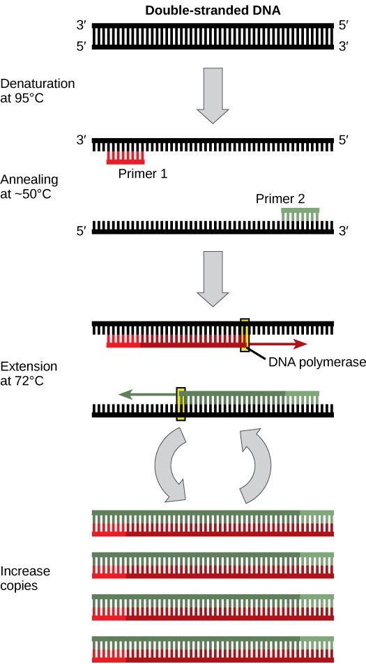 Sketch of polymerase chain reaction steps including; denaturation of DNA strands, then Annealing (binding) of primers, then extension/copying of the DNA strands by polymerase.