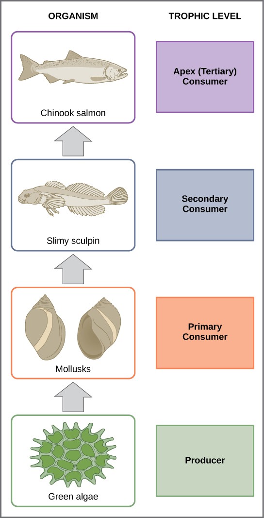 Diagram of a food chain in Lake Ontario.