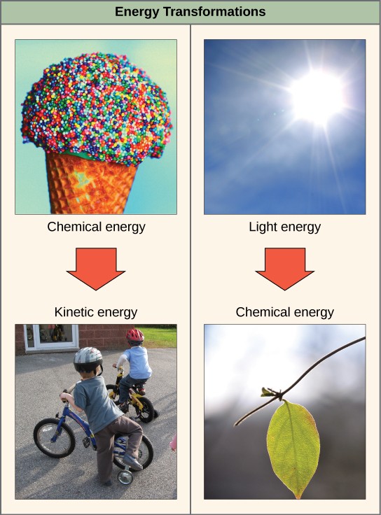 Energy transformation examples. Chemical energy stored in ice cream is transferred to kinetic energy in kids riding bicycles. Light energy from the sun is converted into chemical energy in leaves.