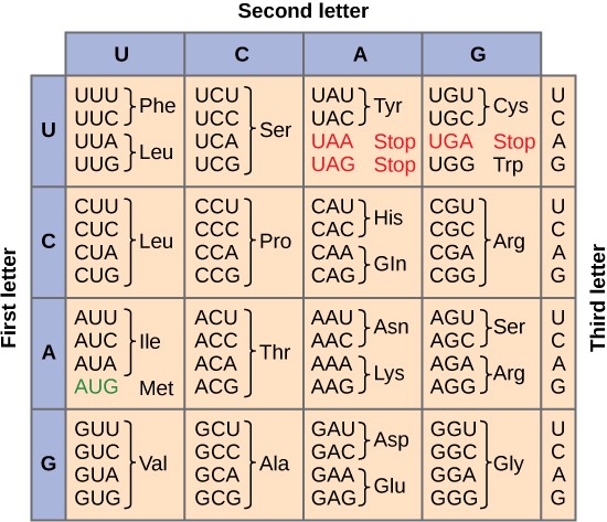 Table of the genetic code to translate each nucleotide triplet into an amino acid.