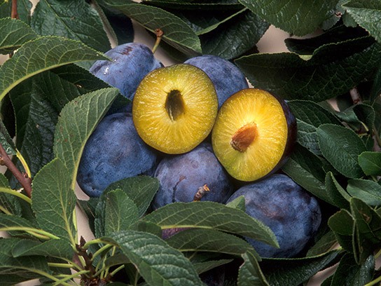 Image of transgenic plums.