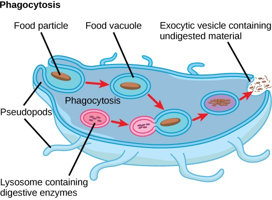 Diagram of phagocytosis as described in the caption.