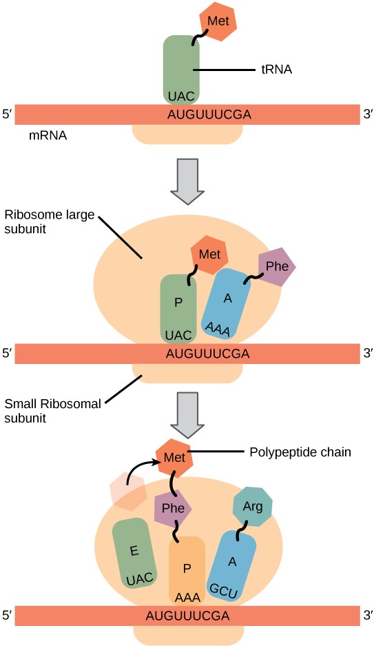 Sketch of the process of translation and the role of the ribosomal subunits and tRNAs.