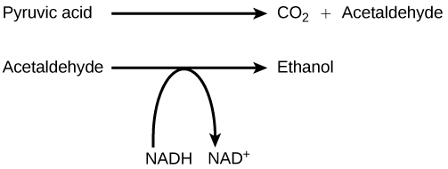 Alcohol fermentation diagram.