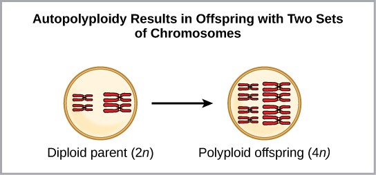 Image showing autopolyploidy when the diploid parent with two sets of chromosomes produces a polyploid offspring with four sets of chromosomes