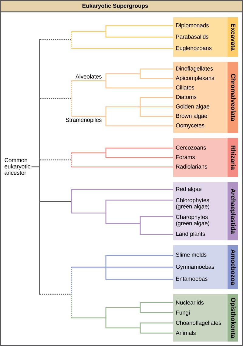 Phylogenetic tree of Eukaryotic supergroups and their relatives.