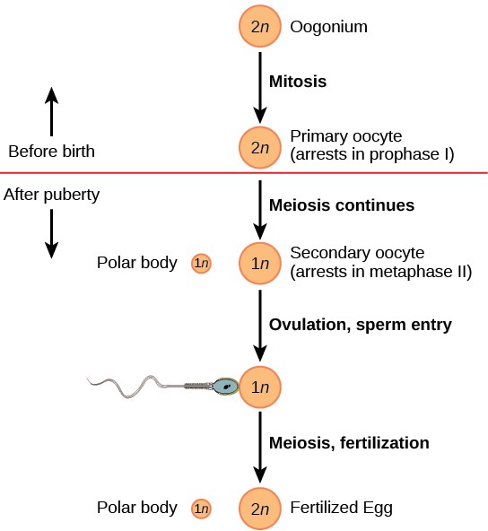 Diagram of the process of oogenesis from mitosis to Prophase I of meiosis, through the rest of meiosis after puberty, to fertilization.