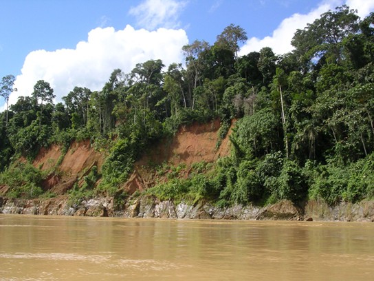 Picture of a tropical wet forest next to a river.