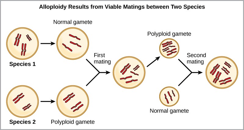 Sketch of Allopolyploidy showing how matings between species with different numbers of chromosomes (3 vs. 2) can produce a viable offspring with polyploidy (offspring with 5 chromosomes).