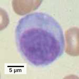 Microscope image of a leukocyte.