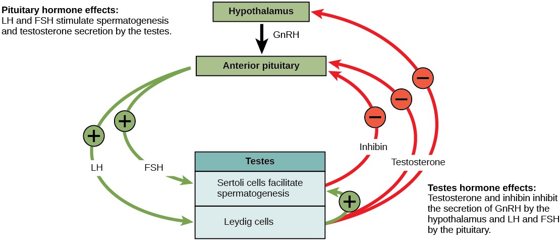 Example of negative feedback in sperm production in which the process of spermatogenesis produces testosterone and inhibin that cause the anterior pituitary gland to stop producing FSH and LH.