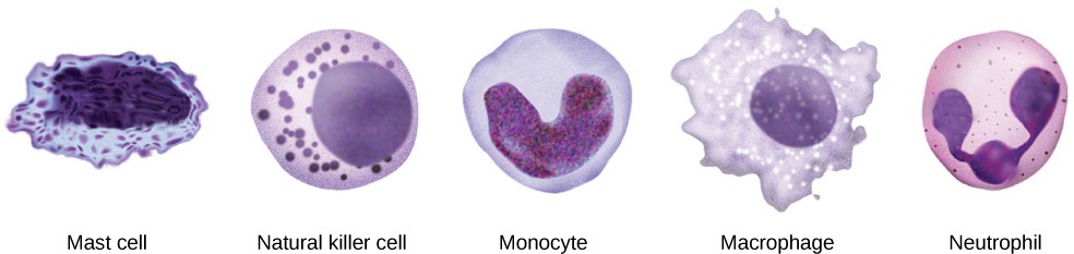 Sketches of mast, natural killer, monocyte, macrophage, and neutrophil cells.