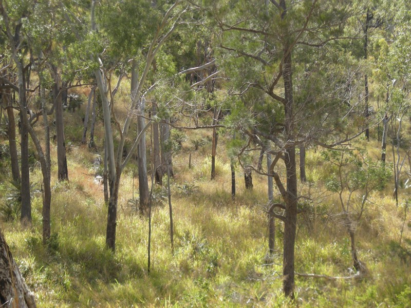 Picture of a woodland in a savanna