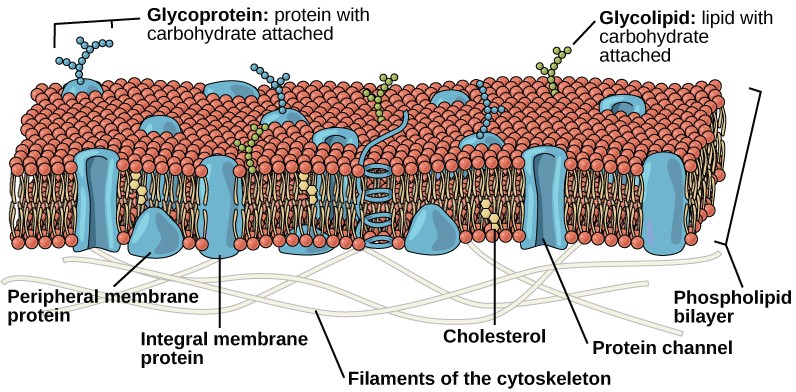 the plasma membrane is composed of a phospholipid bilayer. in the bilayer, the two long hydrophobic tails of phospholipids face toward the center, and the hydrophilic head group faces the exterior. Integral membrane proteins and protein channels span the entire bilayer. Protein channels have a pore in the middle. Peripheral membrane proteins sit on the surface of the phospholipids and are associated with the head groups. On the exterior side of the membrane, carbohydrates are attached to certain proteins and lipids. Filaments of the cytoskeleton line the interior of the membrane.