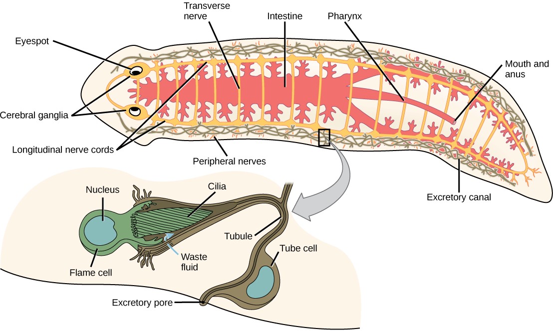 Diagram of flatworm anatomy described in the caption.